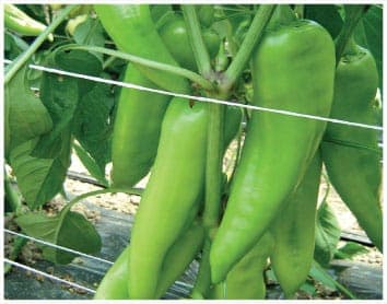 Slatka paprika