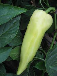 Ljuta paprika